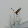 Marsh Harrier